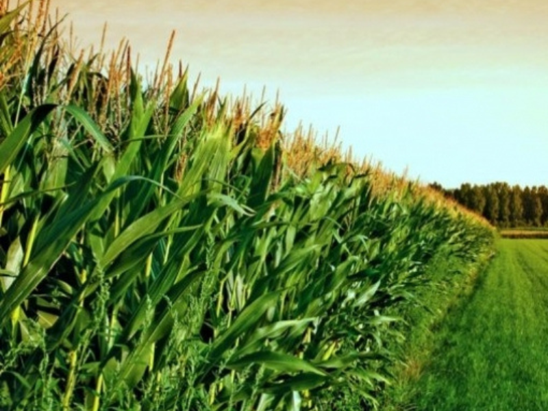 Novas exigências ambientais para o Seguro Rural: o que agrônomos e corretores precisam saber sobre CAR e CADPRO-PR