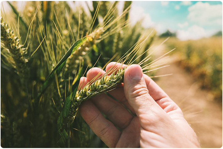 Passo a Passo Seguro Agrícola