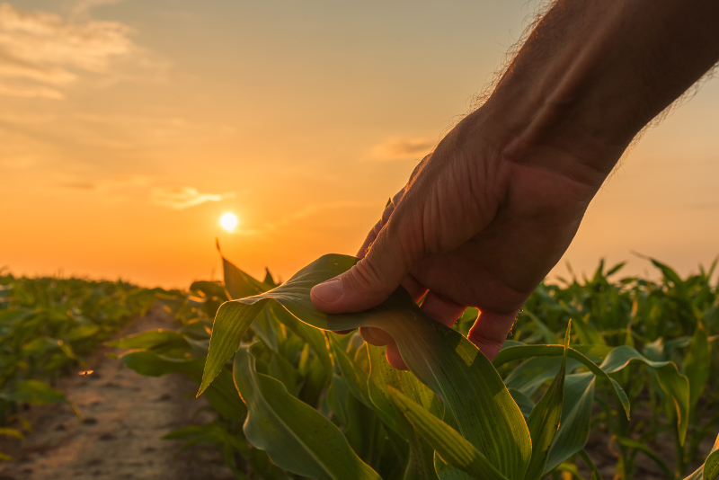 Seguro Agrícola Milho Sistema